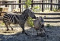 /album/zoo/img-1558-masolata-jpg/